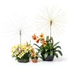 GIGALUMI Solar Garden Lights LED Flower Outdoor Decor-6